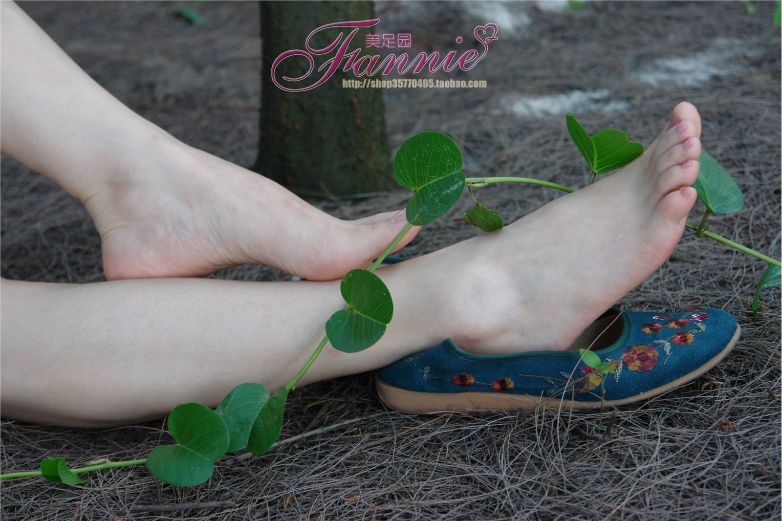 Fannie芬妮高清原图之金色旋律海边恬静听松涛NO.233