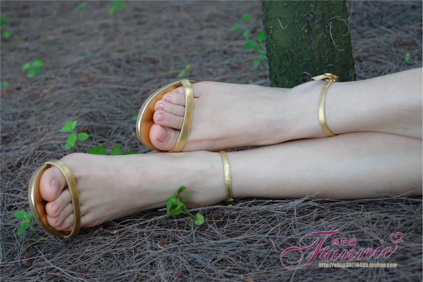 Fannie芬妮高清原图之金色旋律海边恬静听松涛NO.233