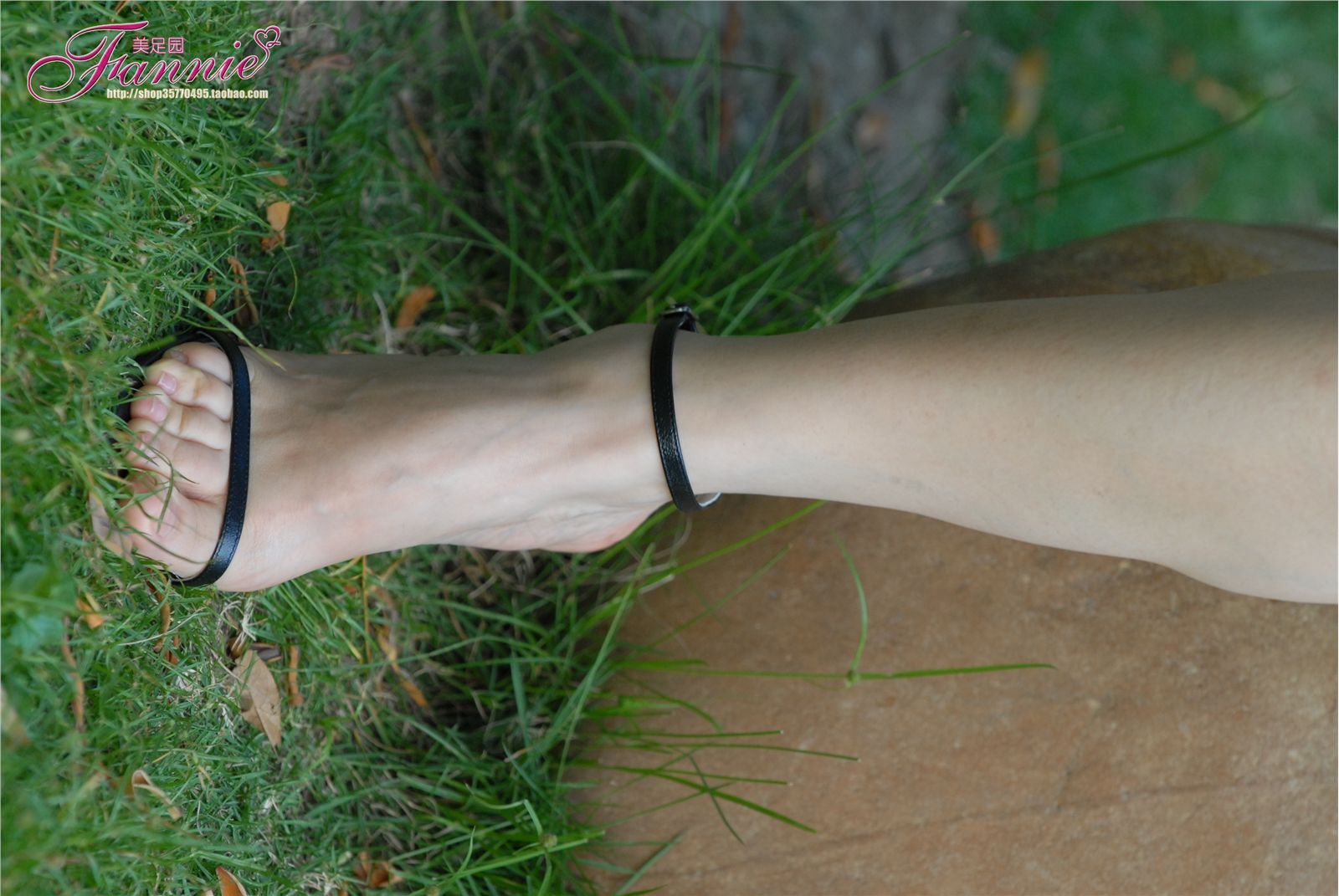 绿草如茵的家园 。芳香盈路 [芬妮 fannie]