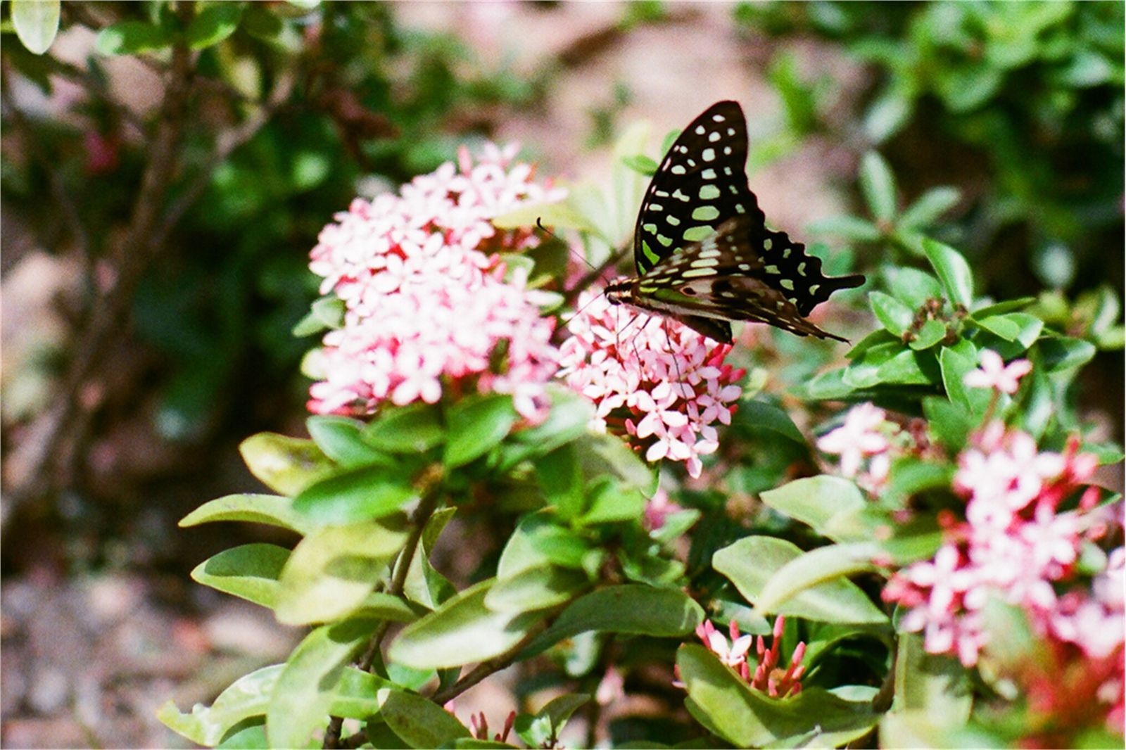 台湾清纯美女-Kila 莲池潭外拍