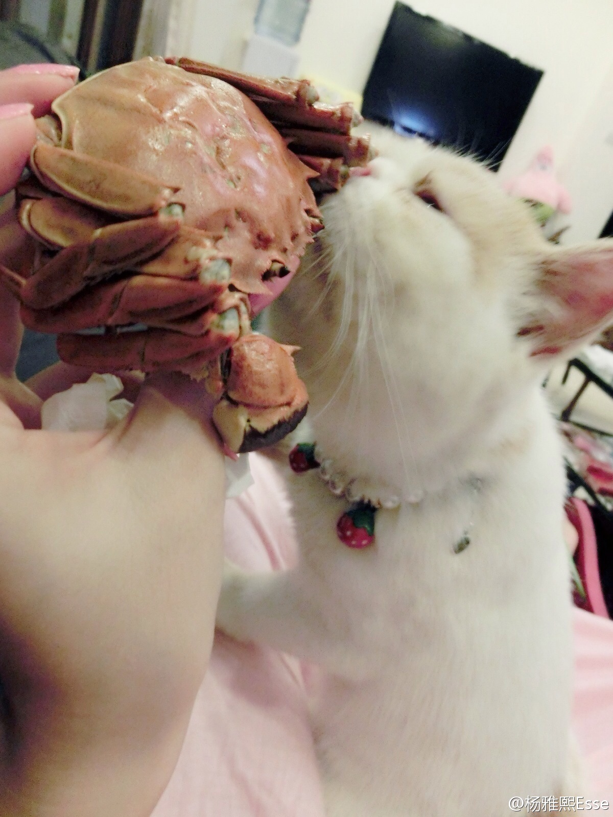 模特大赛最佳形体奖 - 杨雅熙 微博生活自拍照 2