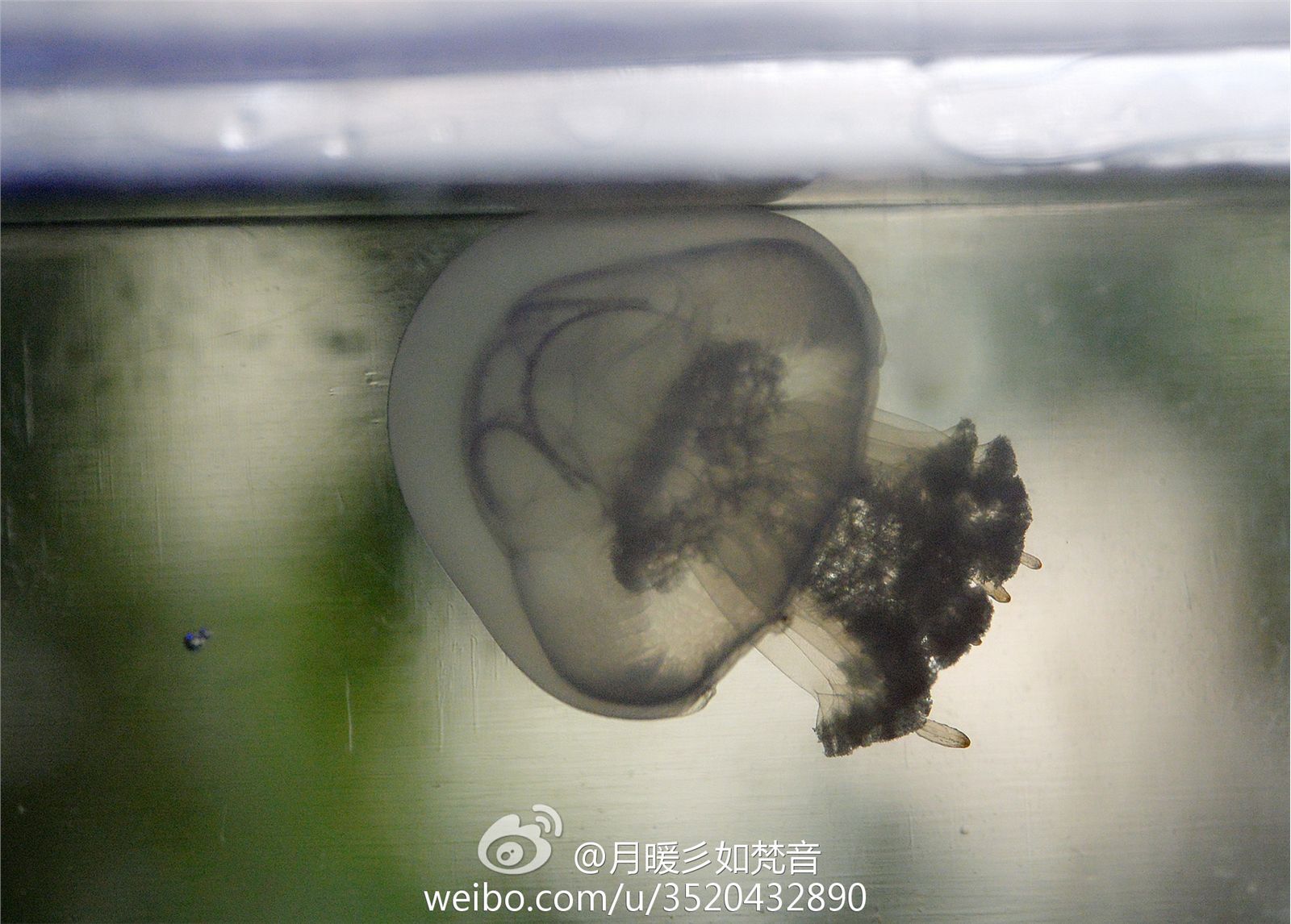 微博女神月暖彡如梵音黑丝美腿写真