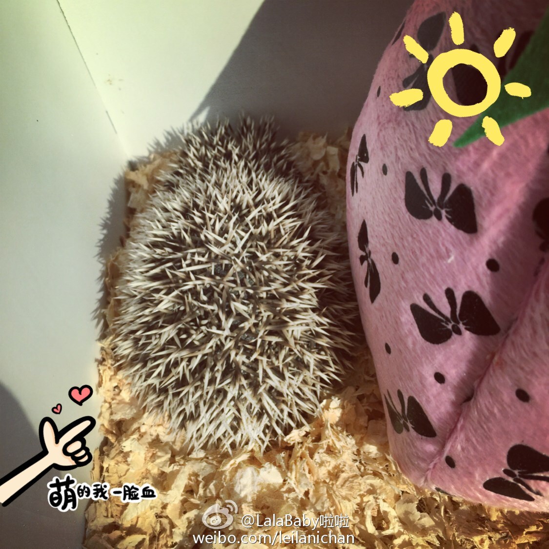 清新美少女 LalaBaby啦啦 生活照05