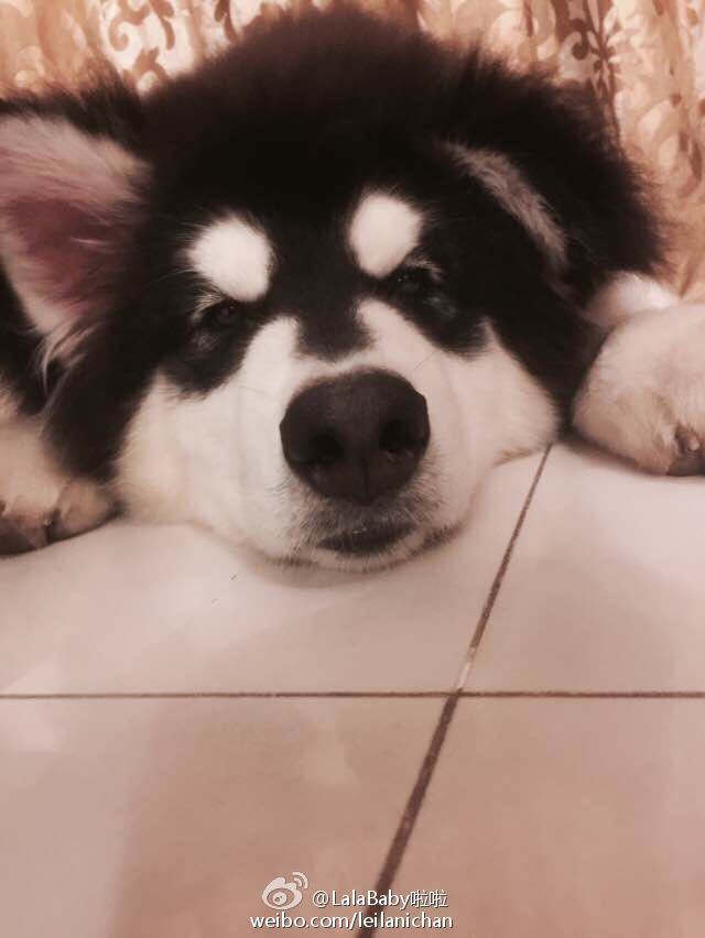 清新美少女 LalaBaby啦啦 生活照06