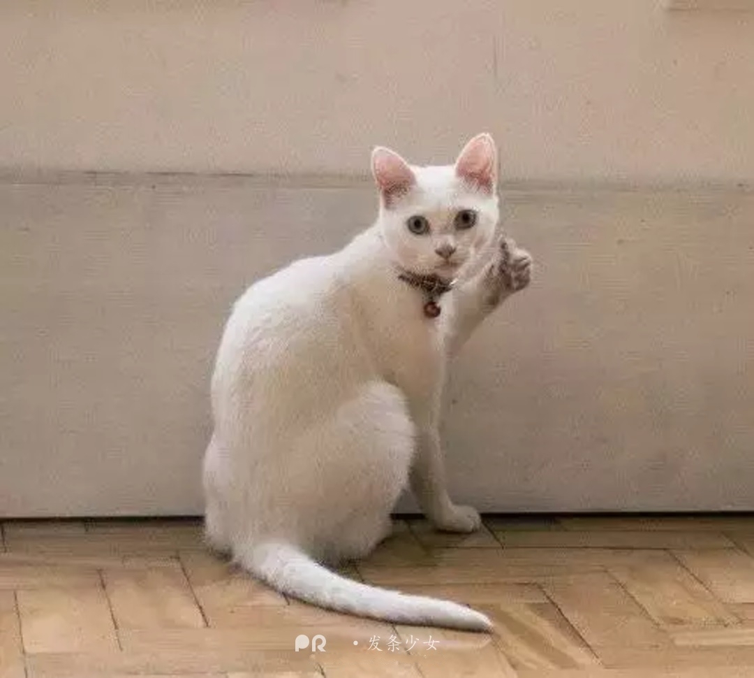 发条少女0331 - 叮咚 ~ 加餐时间到了