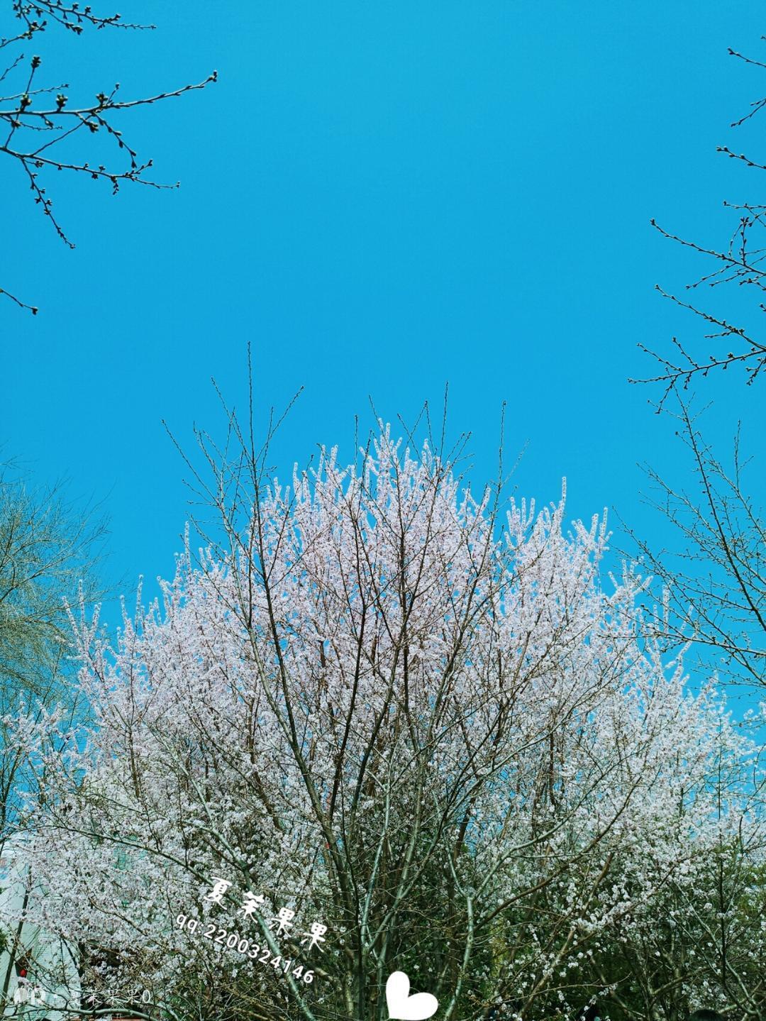 夏茉果果-户外白丝诱惑