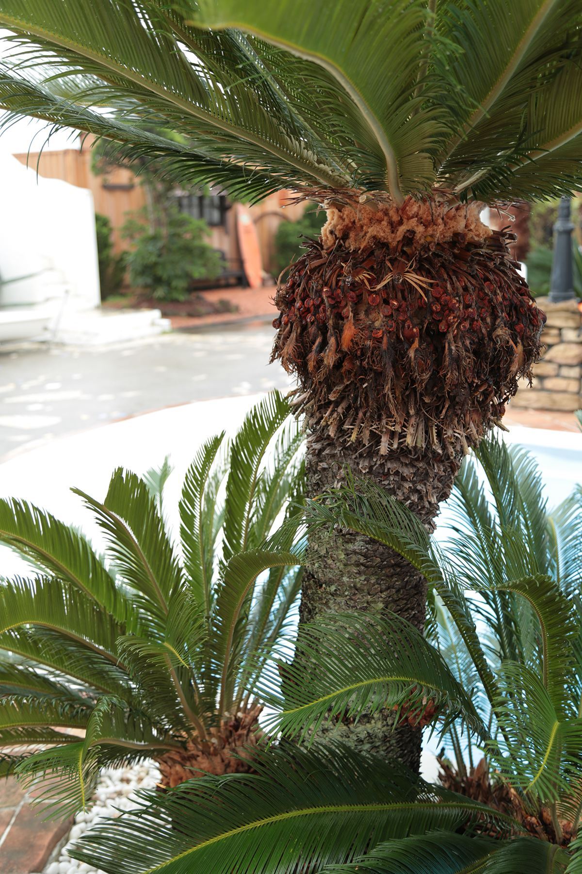 兔玩映画系列 65写真-1