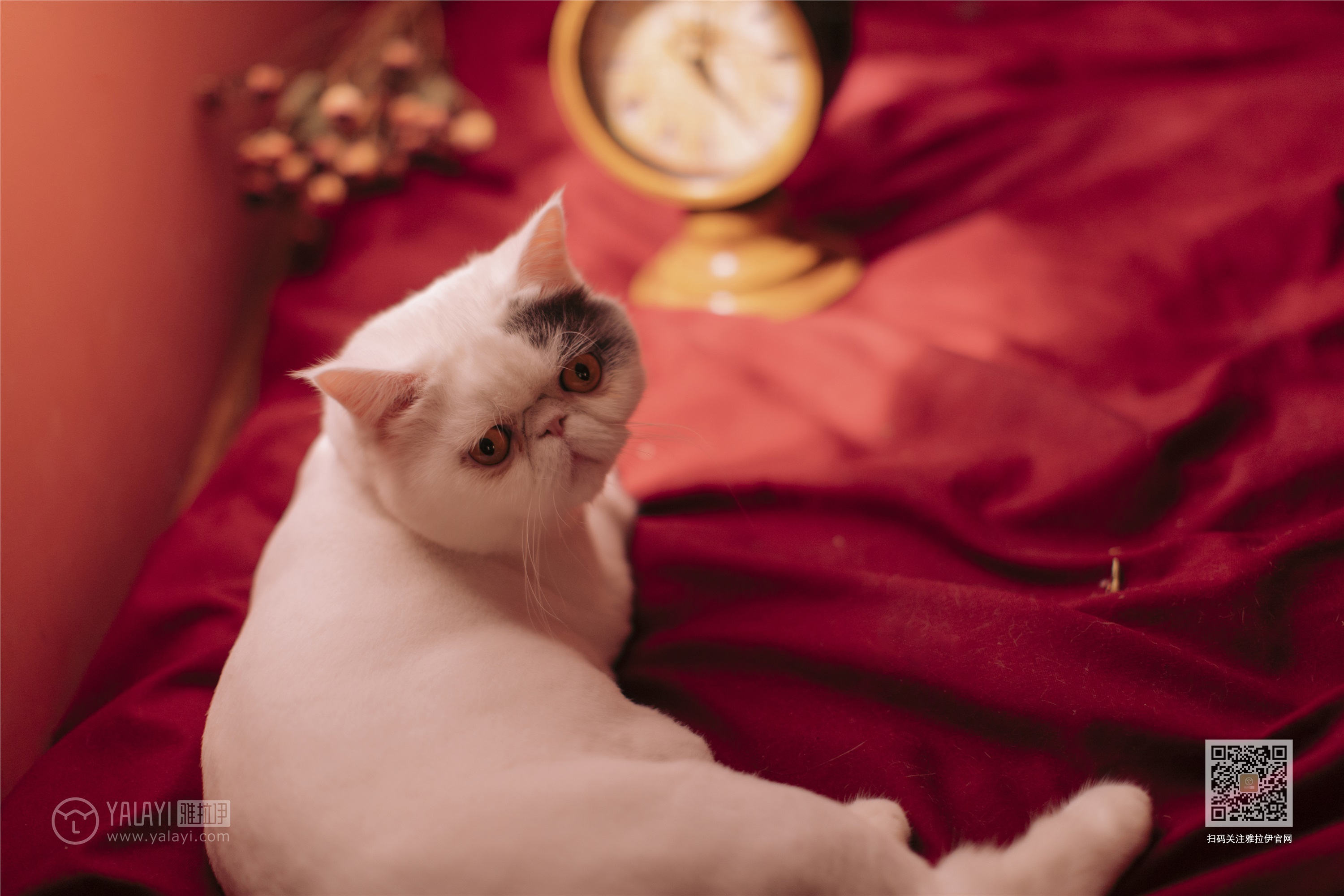 YALAYI雅拉伊 2019.11.14 Vol.460 佳佳