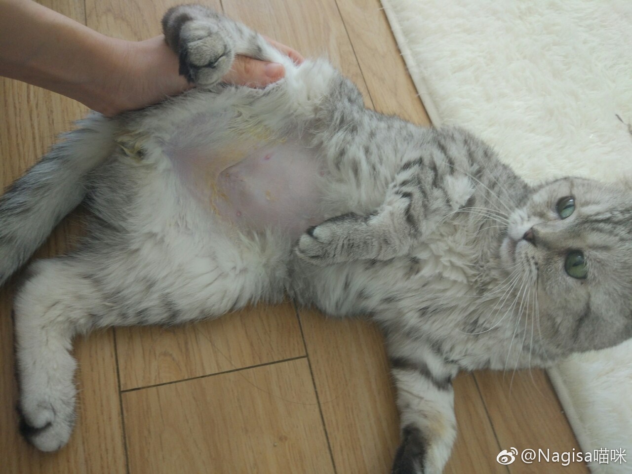 Nagesa魔物喵 - 微博杂图32