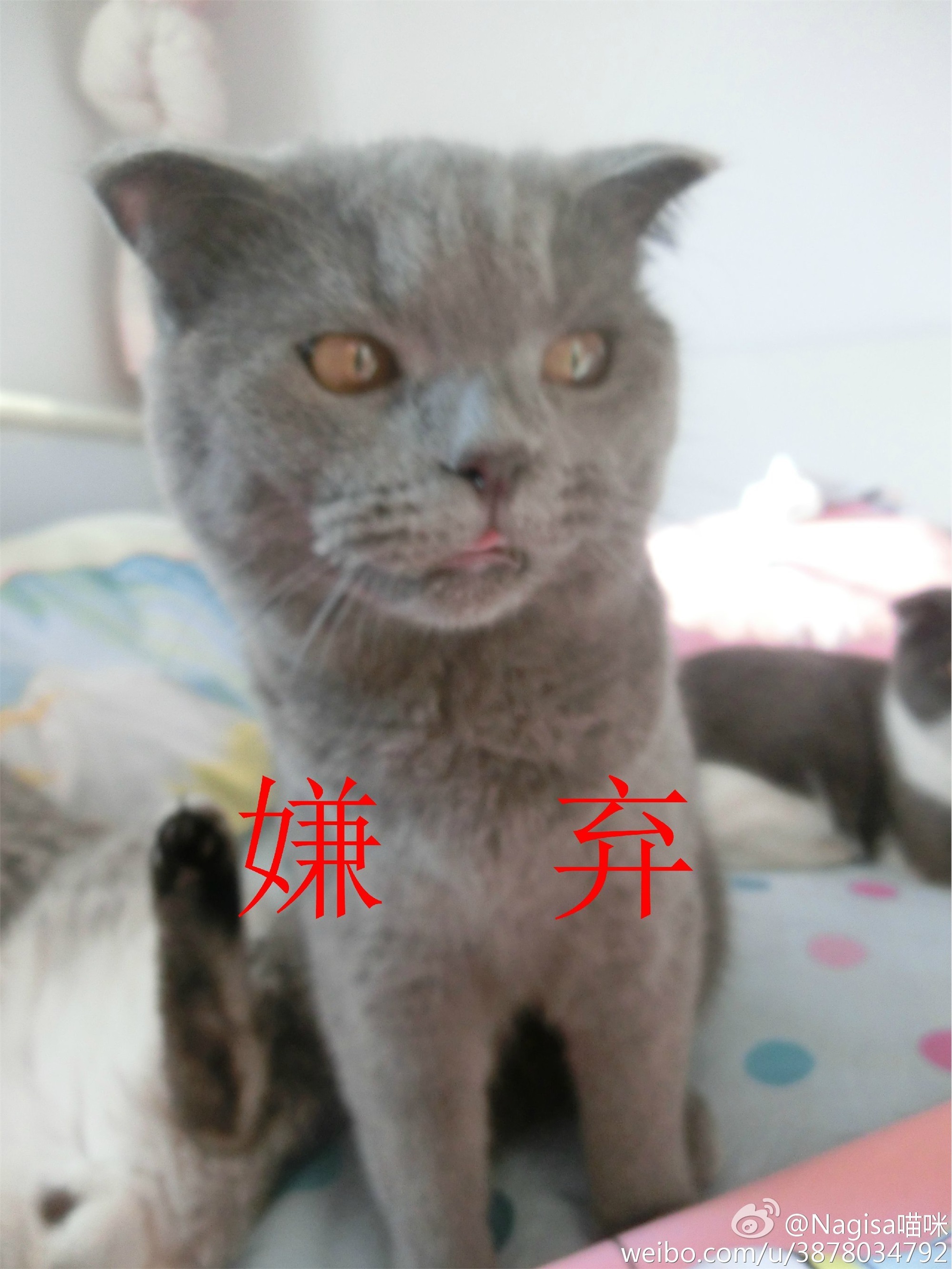 Nagesa魔物喵 - 微博杂图33
