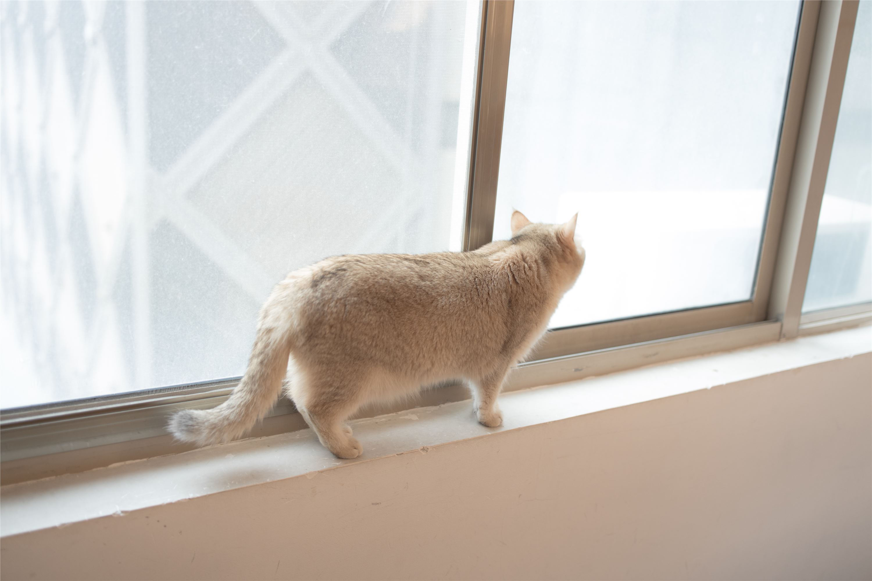 森萝财团萝莉丝足写真 X-061