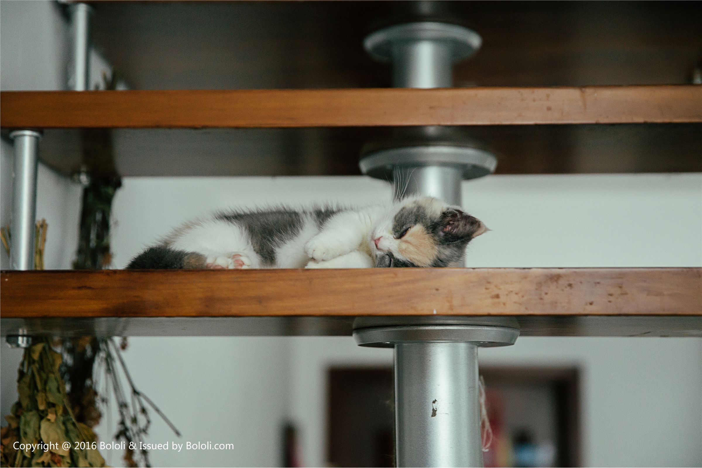 [BoLoLi波萝社]2017.09.18 Vol.119 夏美酱