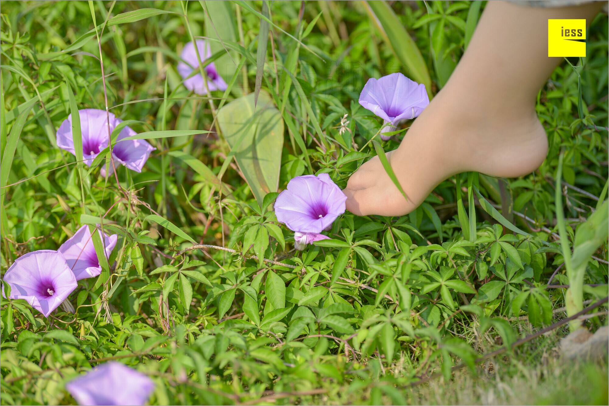 [IESS异思趣向]2018.09.03 MF.004 馨月