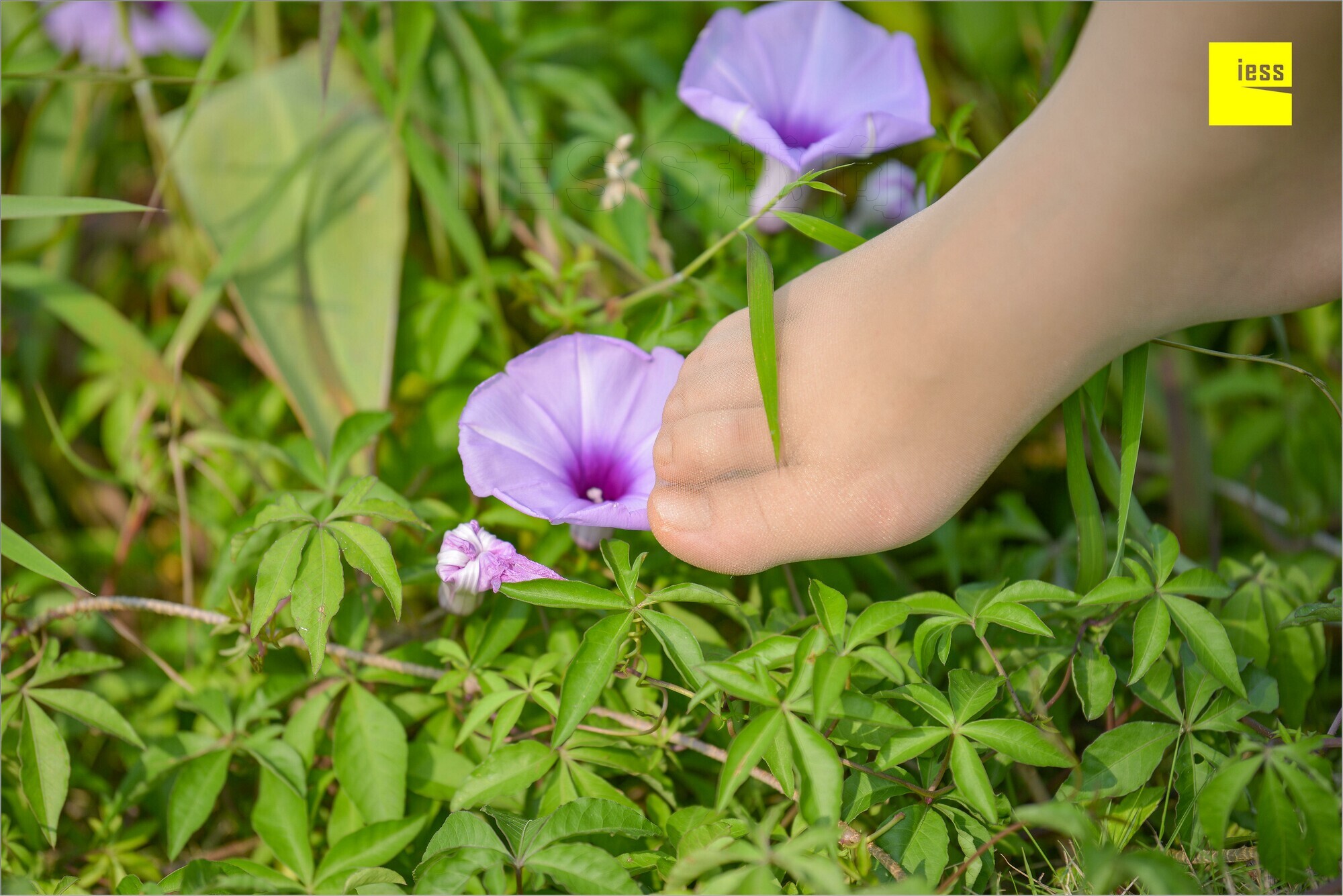 [IESS异思趣向]2018.09.03 MF.004 馨月