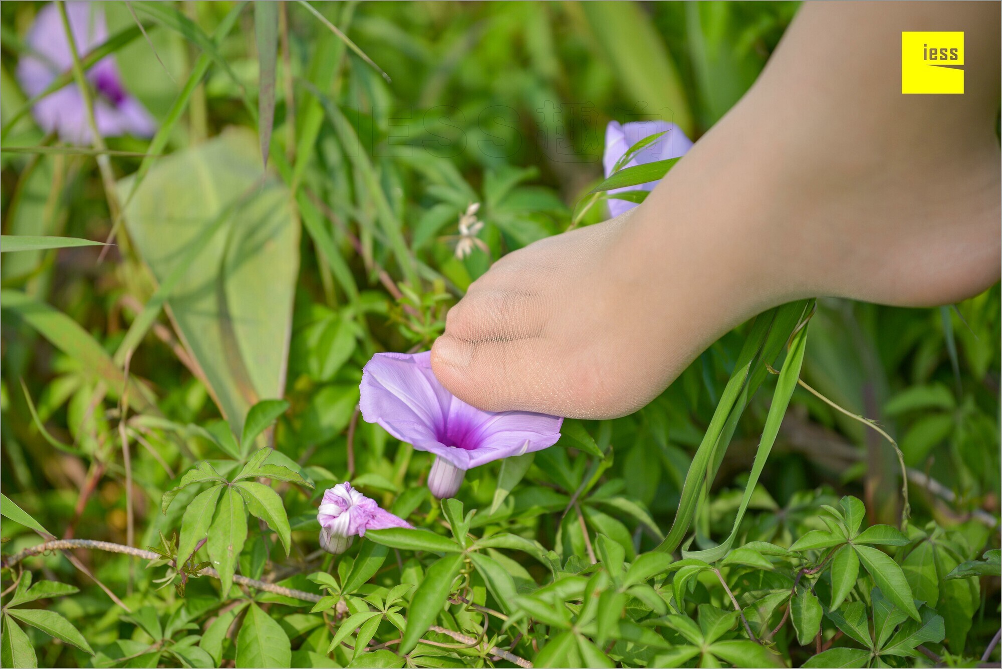 [IESS异思趣向]2018.09.03 MF.004 馨月