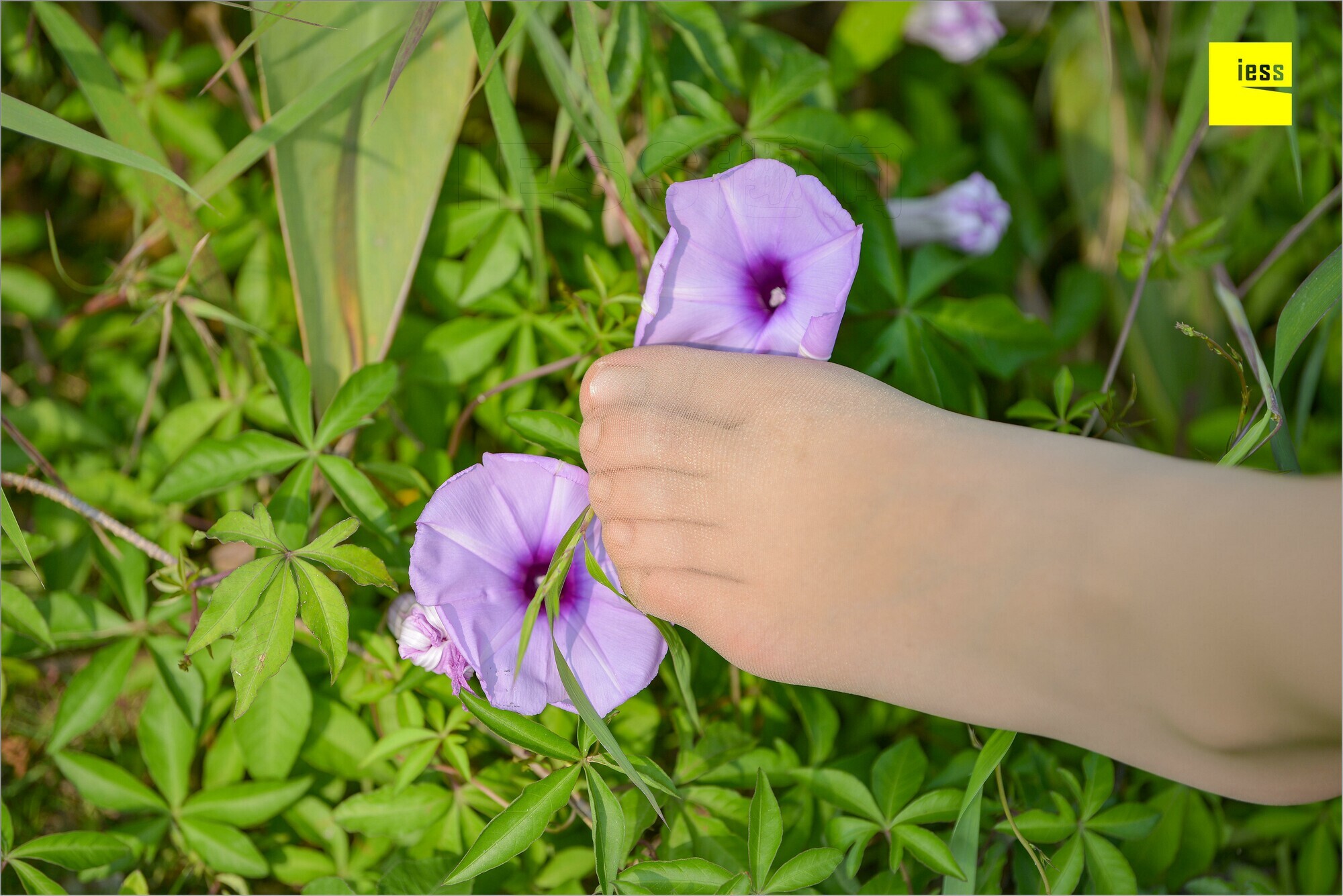 [IESS异思趣向]2018.09.03 MF.004 馨月