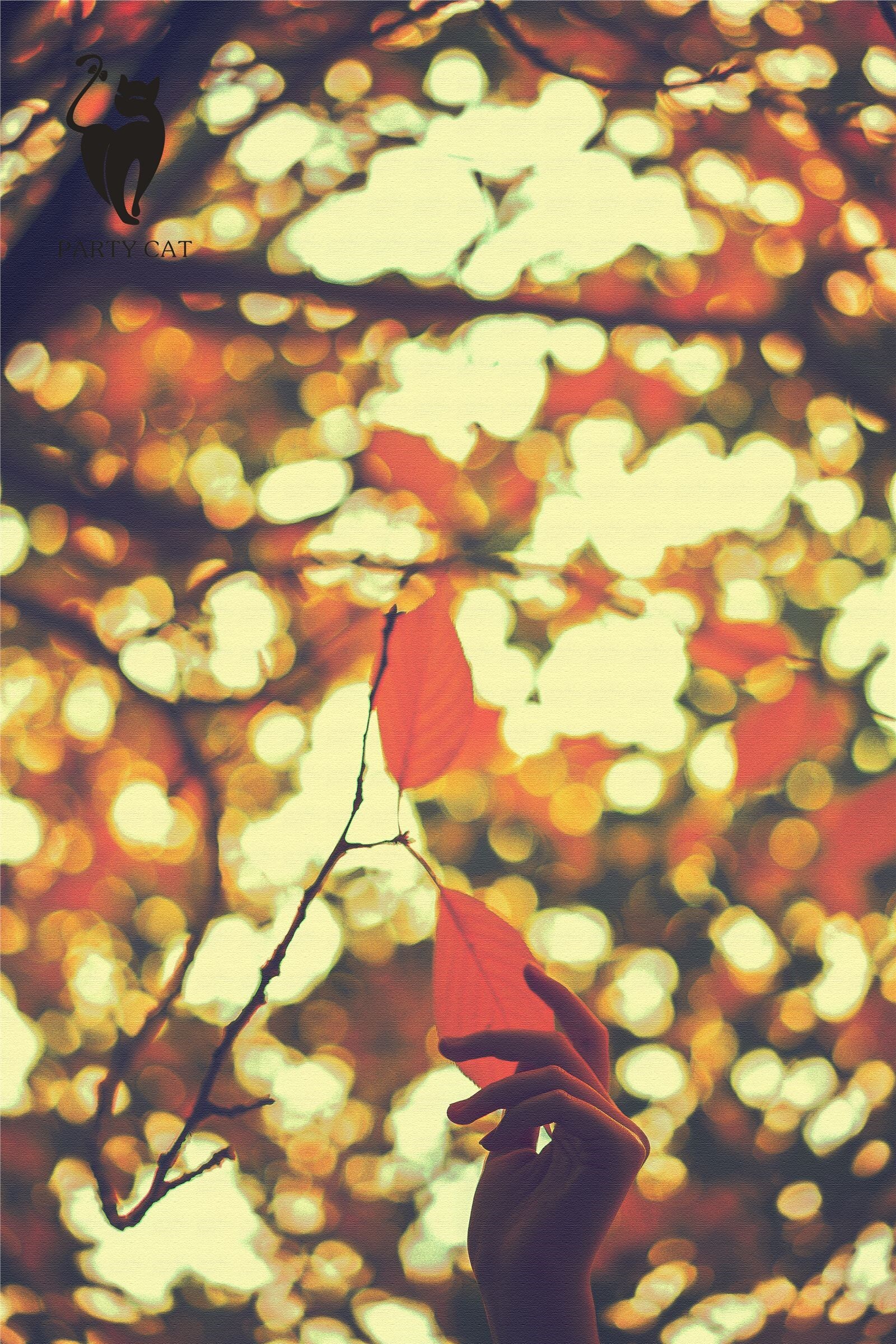 [PartyCat轰趴猫]2017.11.12 Vol.006 楠哥