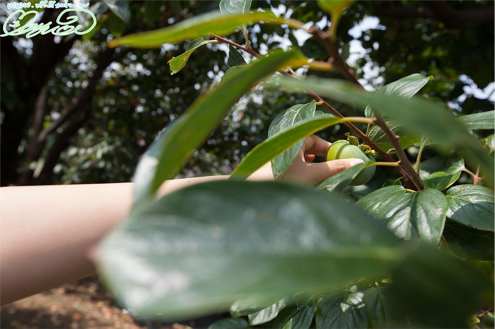 山中真由美 Mayumi Yamanaka[Minisuka.tv] 20130115  日本女优