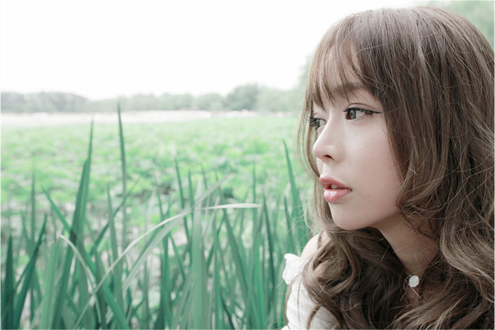 美味甜点 夏日荷塘唯美写真 紫绮原像素