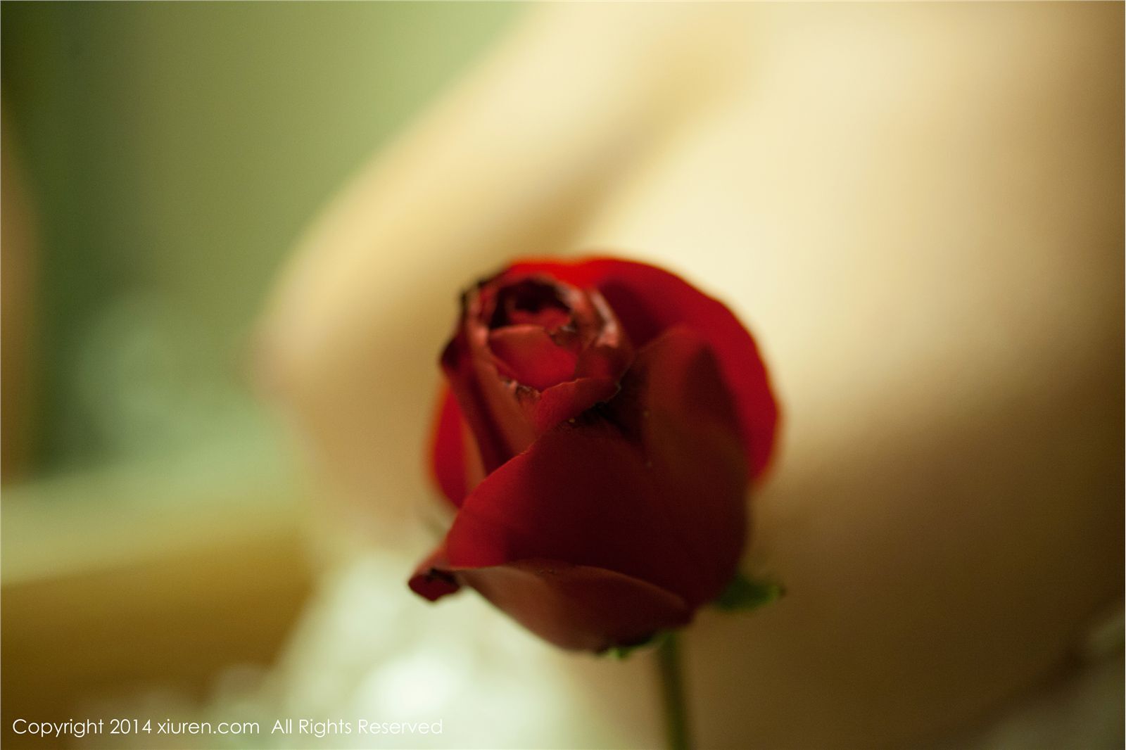 [秀人网美媛馆]2014.02.14 N00104 杨依[60P172.2MB]