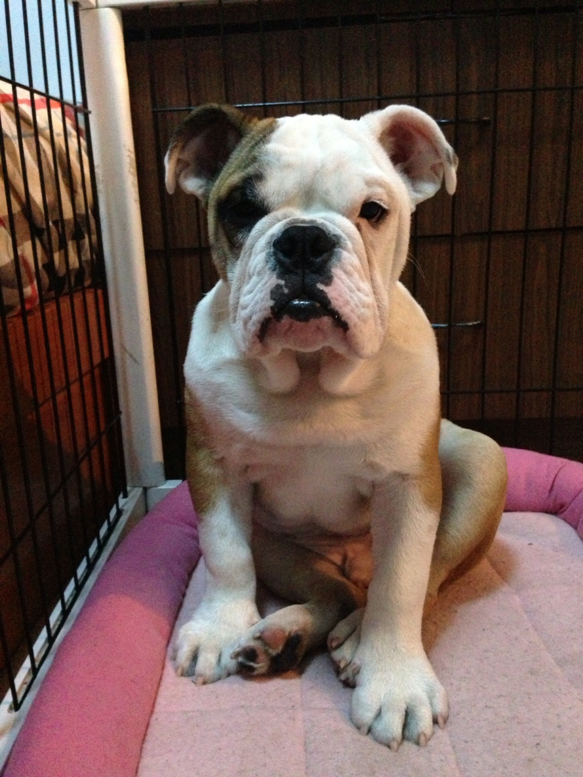 秀人网尤物模特小小白思宜生活照