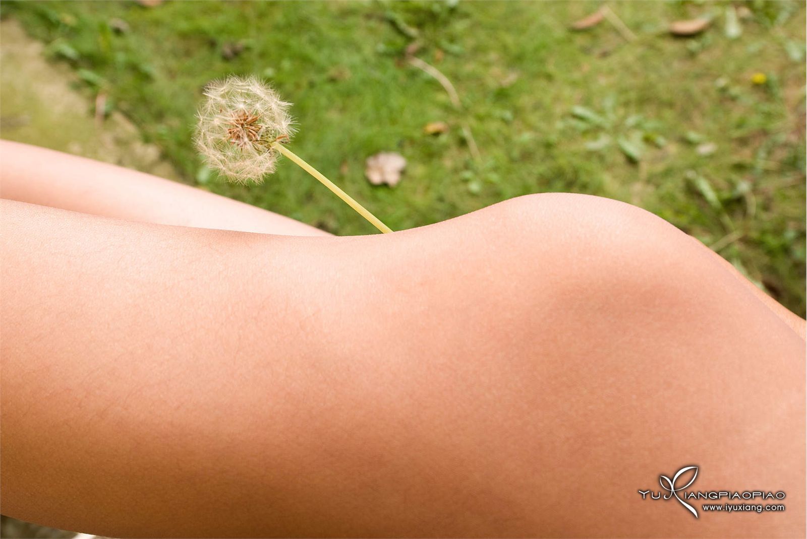 羞答答的小花静悄悄地开 玉香飘飘丝袜性感美女图片